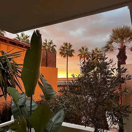 Palm Front De *